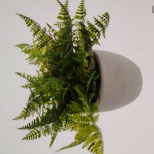 Fern plant in a vase